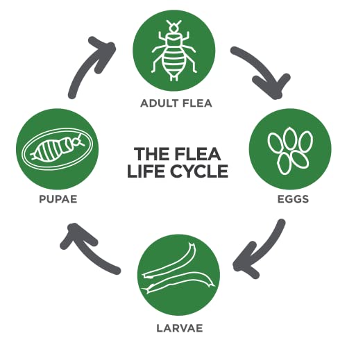 TevraPet Actispot II: Powerful Flea Control for Large Cats