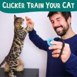 Bengal Click Crusade: Cat Training Card Game