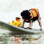 Pet Life Jacket for Cats and Dogs