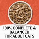 Beyond Natural Cat Food Complement | Digestive Support