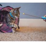 Cat Training Clicker and Target Stick Set