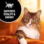 IAMS Salmon and Chicken Adult Cat Food, 3.5 lbs