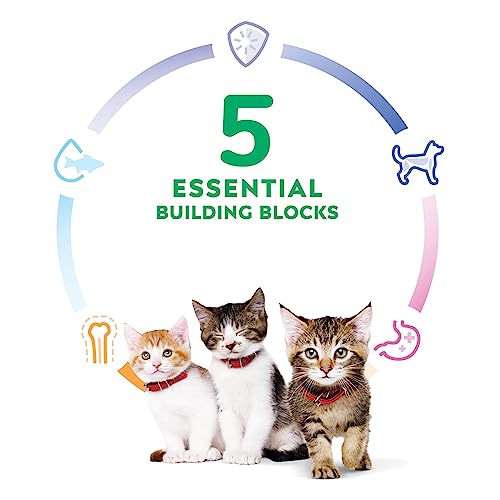 Science Diet Kitten Cat Food - 15.5 lb