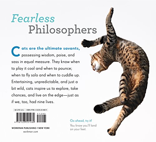 Cat Wisdom: Important Lessons from Our Feline Friends