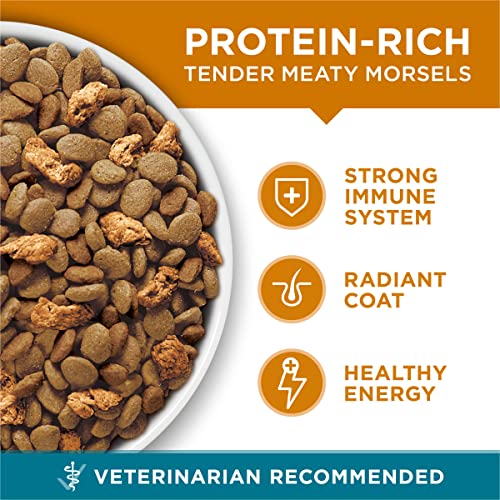 Purina ONE Cat Food - Tender Chicken Blend