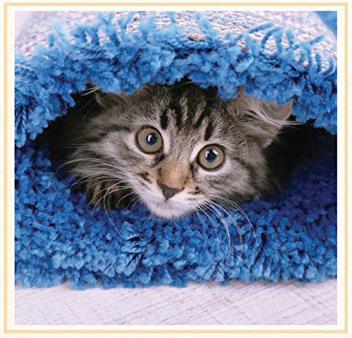 Funny Cat Book: Advice from Cats for Cat Lovers