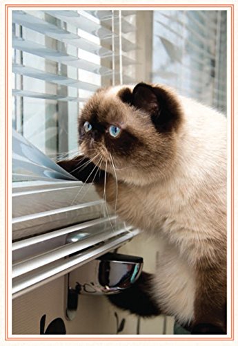 Funny Cat Book: Advice from Cats for Cat Lovers