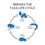 Fiproguard for Cats: 6 Month Flea Tick Prevention