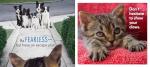 Cat Wisdom: Important Lessons from Our Feline Friends