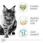Royal Canin Maine Coon Adult Cat Food, 6lb