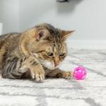 SPOT Slotted Balls Cat Toy - Interactive Cat Toys for Indoor Cats to Chase, Hunt and Stimulate - Jingle Bell Inside for Sound When Batted Around - Safe and Non-Toxic - 1.5" Assorted 4-Pack