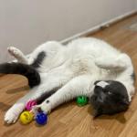 SPOT Slotted Balls Cat Toy - Interactive Cat Toys for Indoor Cats to Chase, Hunt and Stimulate - Jingle Bell Inside for Sound When Batted Around - Safe and Non-Toxic - 1.5" Assorted 4-Pack