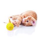 JpGdn 10Pcs Cat Colorful Rainbow Toys Flutter Balls with Feather and Bells for Indoor Ourdoor Kitty Kitten Interactive Playing Chewing Training Chasing Hunting and Exercise