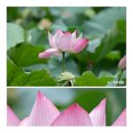 TTArtisan 500mm F/6.3 Telephoto Lens for X-Mount