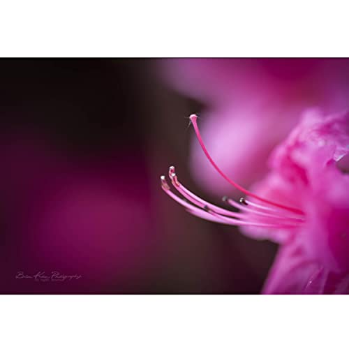 Tokina ATX-i 100mm F2.8 FF Macro Lens