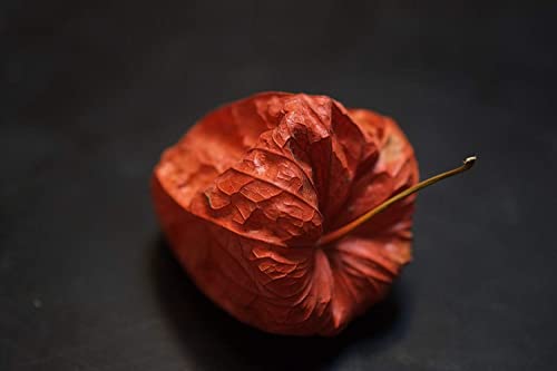 Fujifilm XF60mmF2.4 R Macro Lens