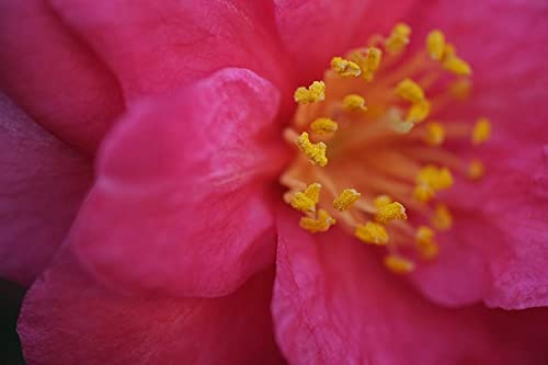 Fujifilm XF60mmF2.4 R Macro Lens