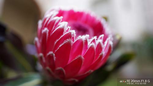 Sony FE 20mm F1.8 G Ultra-Wide Prime Lens