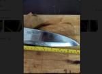 Masamoto 7-Inch Sushi Deba Knife, Japan Made