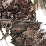 VG10 Damascus Steel Folding Knife with Rosewood Handle