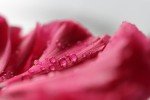 Canon EF 100mm f/2.8L Macro IS Lens