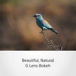 Sony 200-600mm Super Telephoto Zoom G Lens