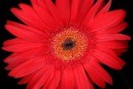 Canon RF 35mm F1.8 Macro STM Lens