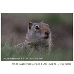 Canon EOS 5D Mark IV Camera with 24-105mm Lens