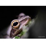 Panasonic LUMIX 30mm Macro Lens - Black