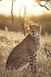 Tamron SP 150-600mm f/5-6.3 Lens for Canon