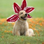 Demogorgon Dog Costume for Halloween and Parties