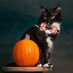 Halloween Bow Tie Cat and Dog Collars Set