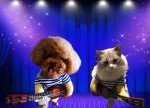Dog Guitar Costume for Halloween & Parties (XL)