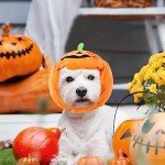 Halloween Pet Costume Hats - Pumpkin & Devil