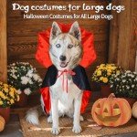 Halloween Costumes for Large Dogs