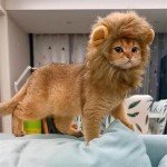 Adjustable Lion Mane Costume for Cats and Dogs