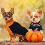 ABRRLO Halloween Pet Sweater - Blue Pumpkin