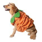 Halloween Pumpkin Costume for Medium Dogs