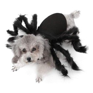 Spider Costume for Small to Medium Pets