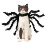 Spider Costume for Small to Medium Pets