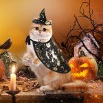 Halloween Witch Costume Set for Pets - Adjustable