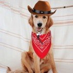 Cowboy Costume for Dogs - Halloween Outfit, Size L