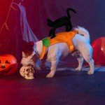 Funny Cowboy Halloween Costume for Dogs and Cats