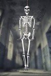 Life-Size Poseable Skeleton Halloween Party Decor