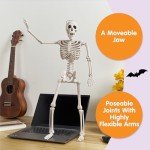 2 Pack 61cm Posable Halloween Skeletons - Scary Decor