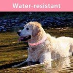 Rechargeable LED Dog Collar - Waterproof & Bright
