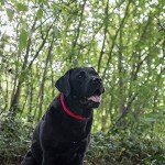 LED Dog Collar - Rechargeable, Waterproof, Red, Small