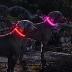 Rechargeable LED Dog Collar - Waterproof & Bright