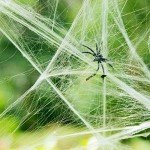 Stretchable Halloween Spider Web for Party Decor