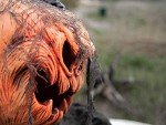 Animated Halloween Pumpkin Monster with Light & Sound